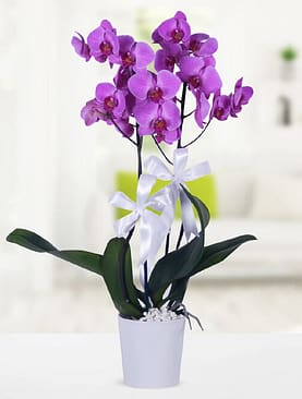 2 dal mor orkide seramik