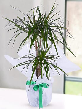 2'li drecenia margarita