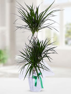 3'lü drecenia margarita