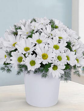 beyaz papatya seramik