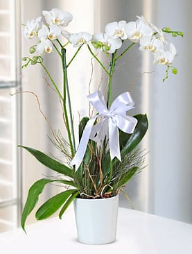 Seramik Saksıda Çift Dal Beyaz Orkide