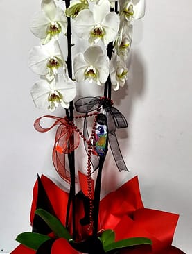 2 dal beyaz orkide