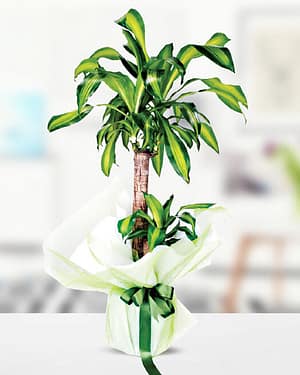 2'li yucca masengena