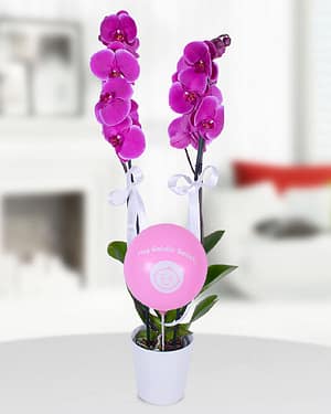 2 dal mor orkide pembe balon