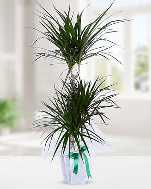 3'lü drecenia margarita