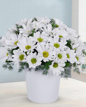 beyaz papatya seramik